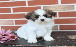Shih Tzu dogs for sale: Dora - Image 2