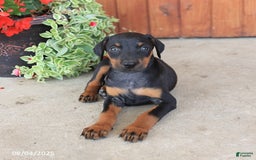 Doberman Pinscher dogs for sale: Destiny - Image 1