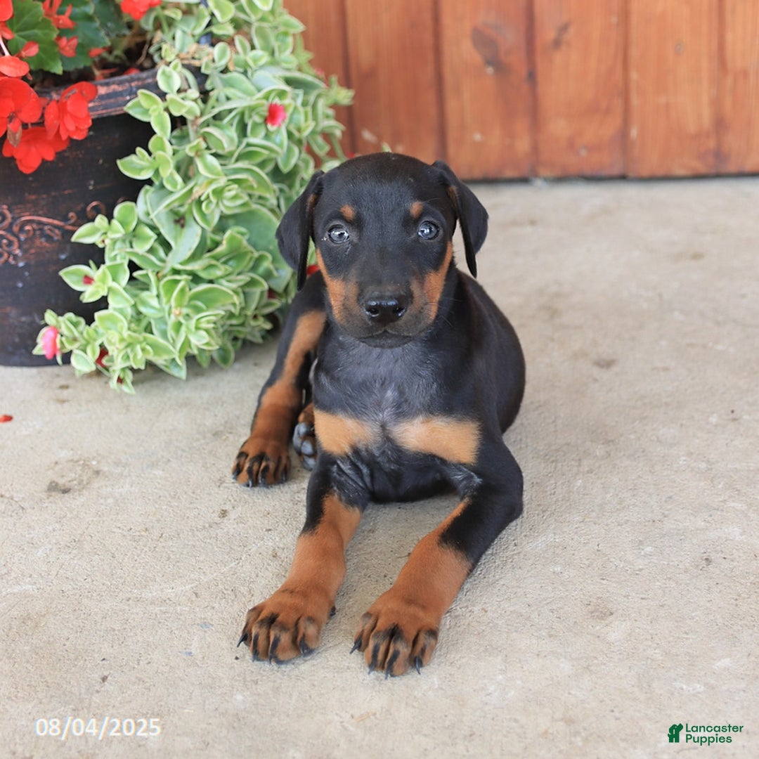 Doberman Pinscher dogs for sale: Destiny - Image 1