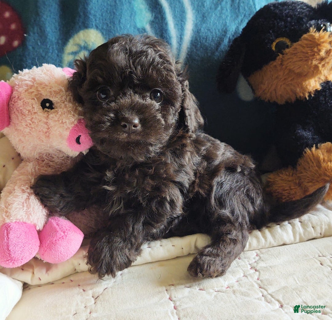 Maltipoo dogs for sale: Count Chocolate - Image 2