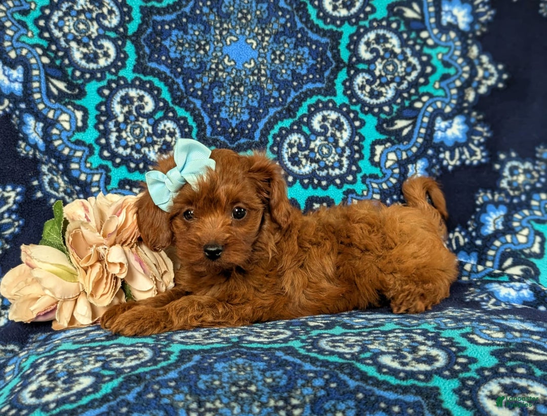 Cavapoo dogs for sale: Kayleigh Toy Size Hypoallergenic - Image 4