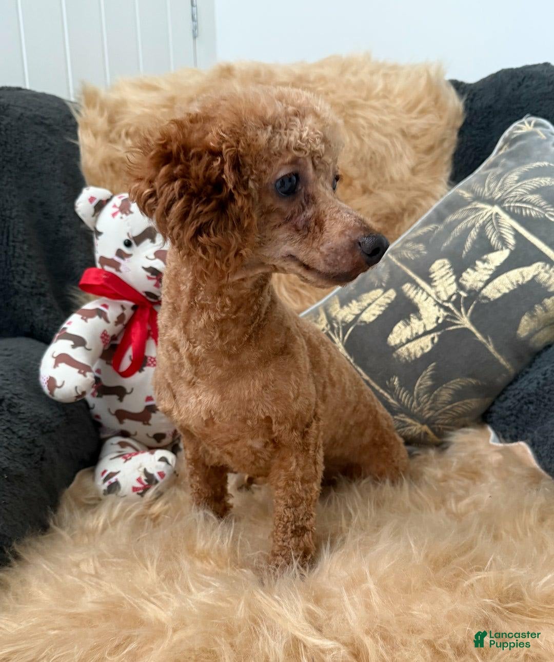 Toy Poodle dogs for sale: Elsy - Image 6