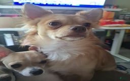 Chihuahua dogs for sale: Sophie - Image 6
