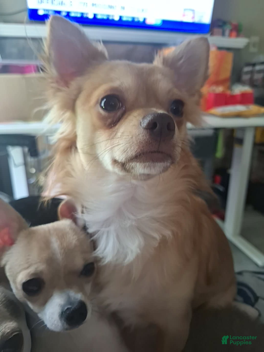 Chihuahua dogs for sale: Sophie - Image 6