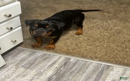 Rottweiler dogs for sale: Hope - Image 4