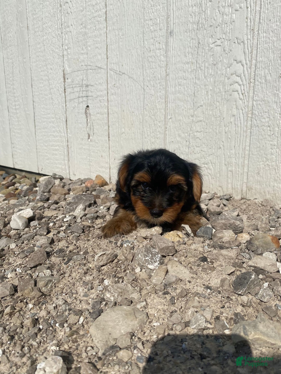 Yorkshire Terrier dogs for sale: Malcolm - Image 4
