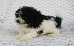 Shihpoo dogs for sale: Super - Image 4