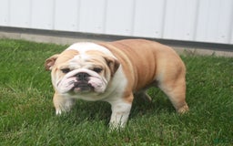 English Bulldog dogs for sale: Jasper - Image 9