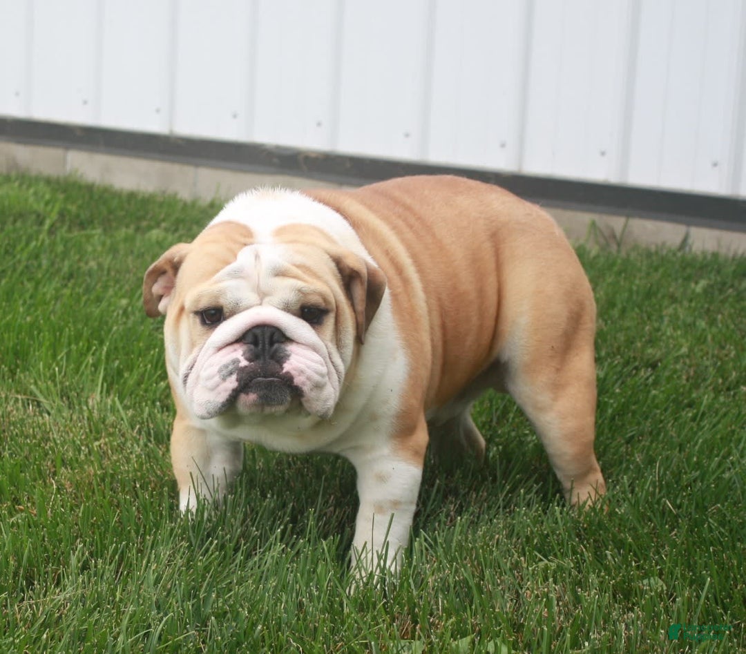 English Bulldog dogs for sale: Jasper - Image 9
