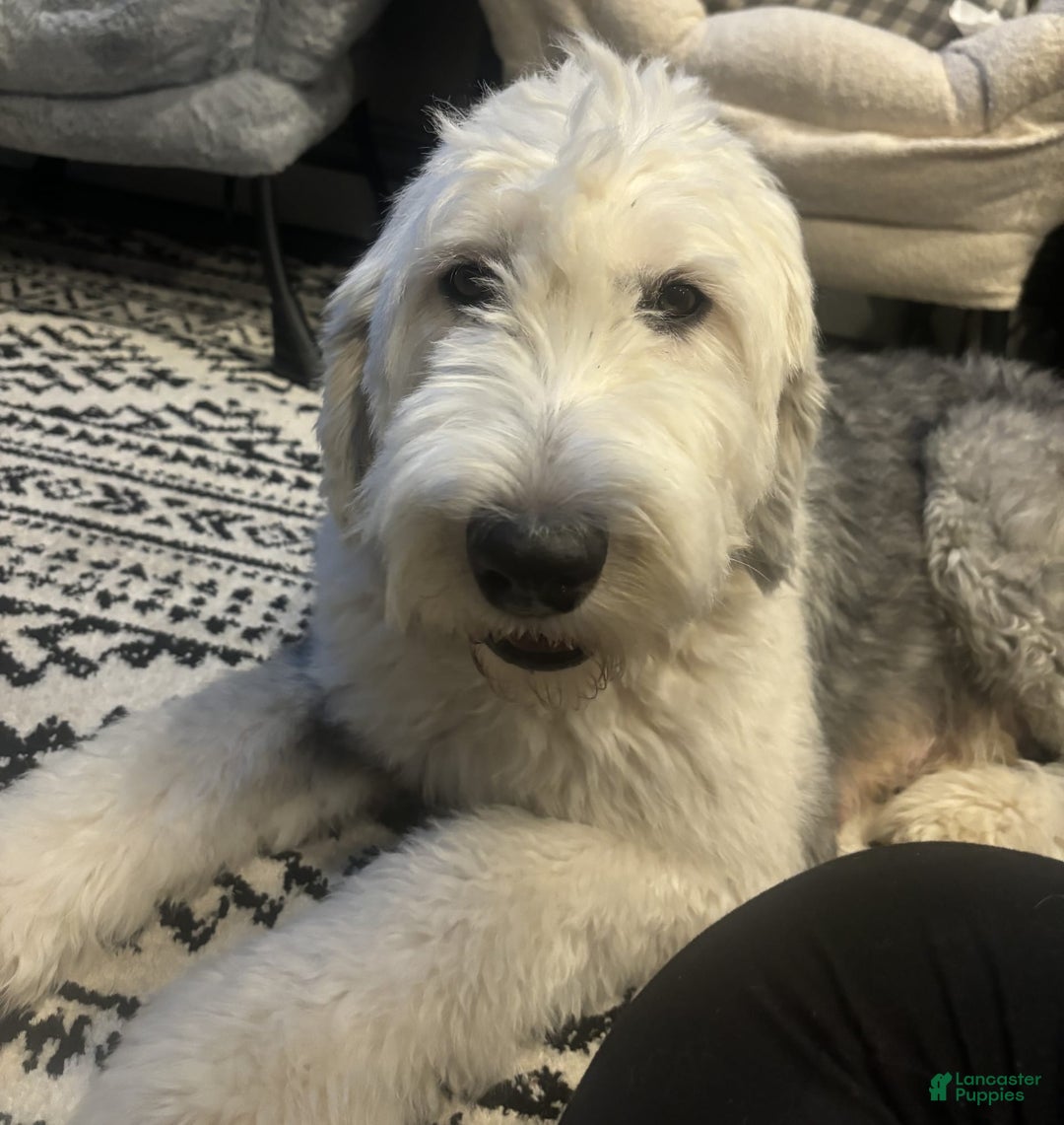 Old English Sheepdog dogs for sale: Light Pink Girl - Image 11