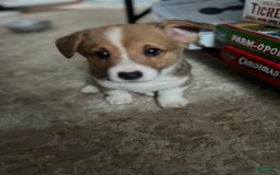 Welsh Corgi Pembroke dogs for sale: Monty - Image 3
