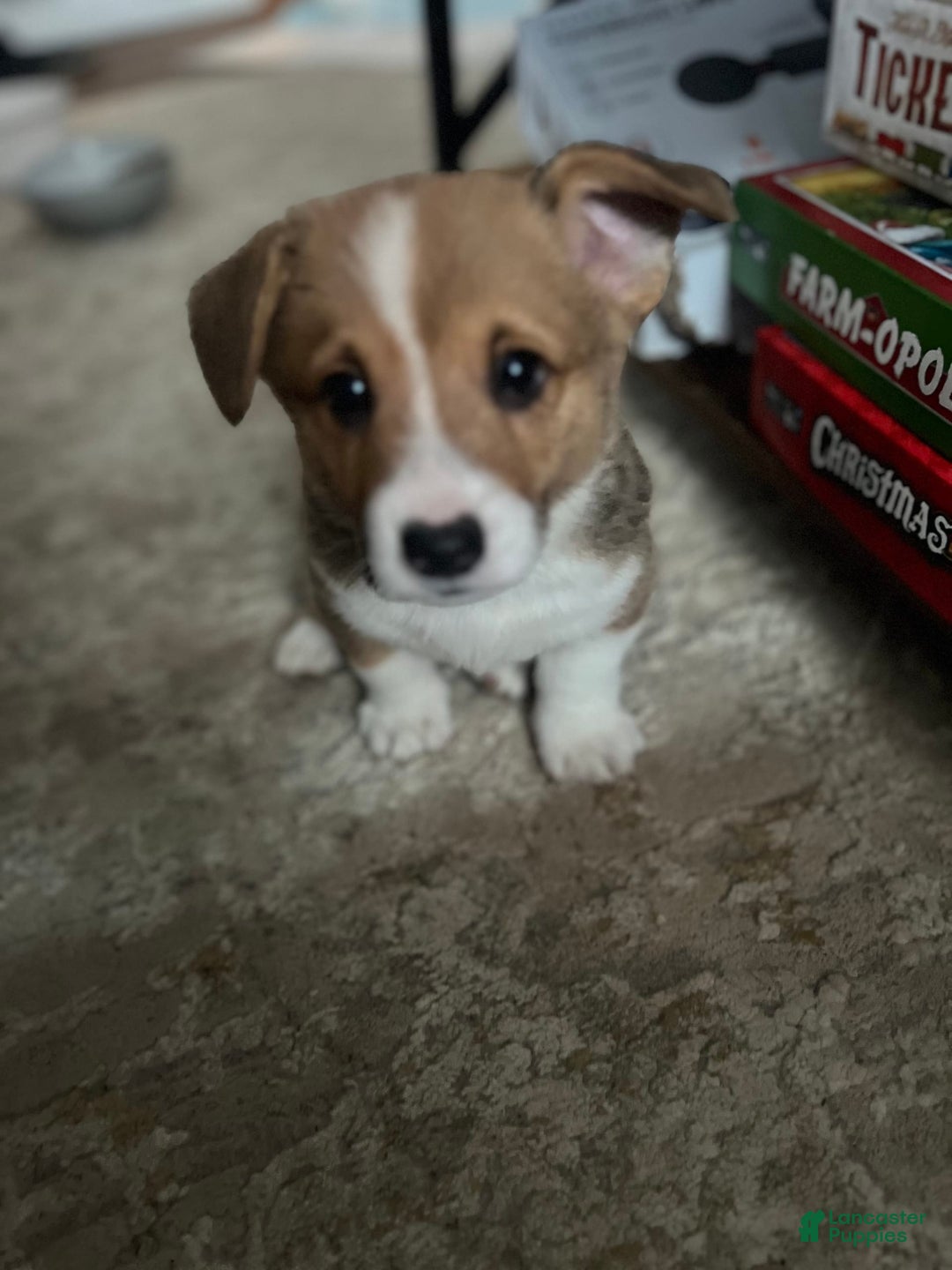 Welsh Corgi Pembroke dogs for sale: Monty - Image 3