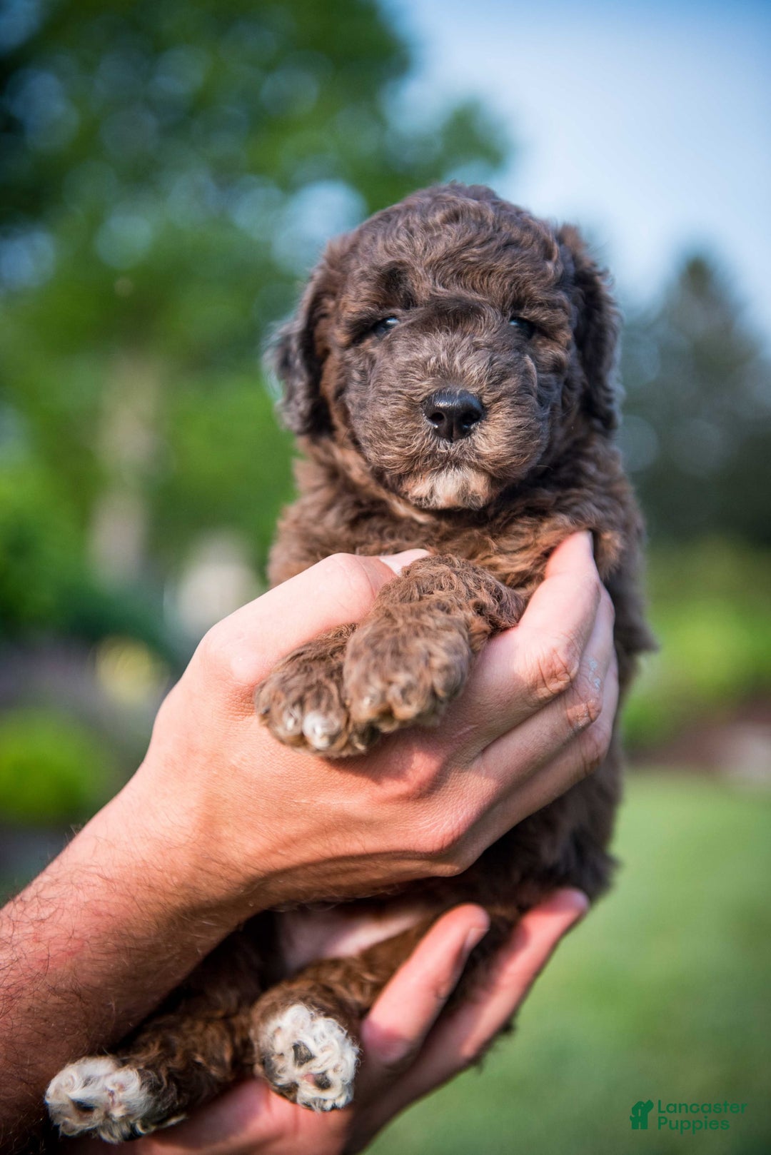 Goldendoodle dogs for sale: Janet - Image 8