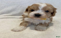 Maltipoo dogs for sale: Jovie - Image 4