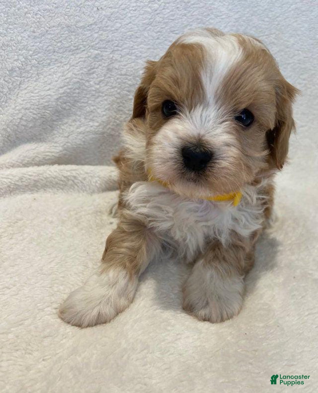Maltipoo dogs for sale: Jovie - Image 4