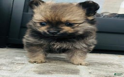 Pomeranian dogs for sale: Diesel - Image 2