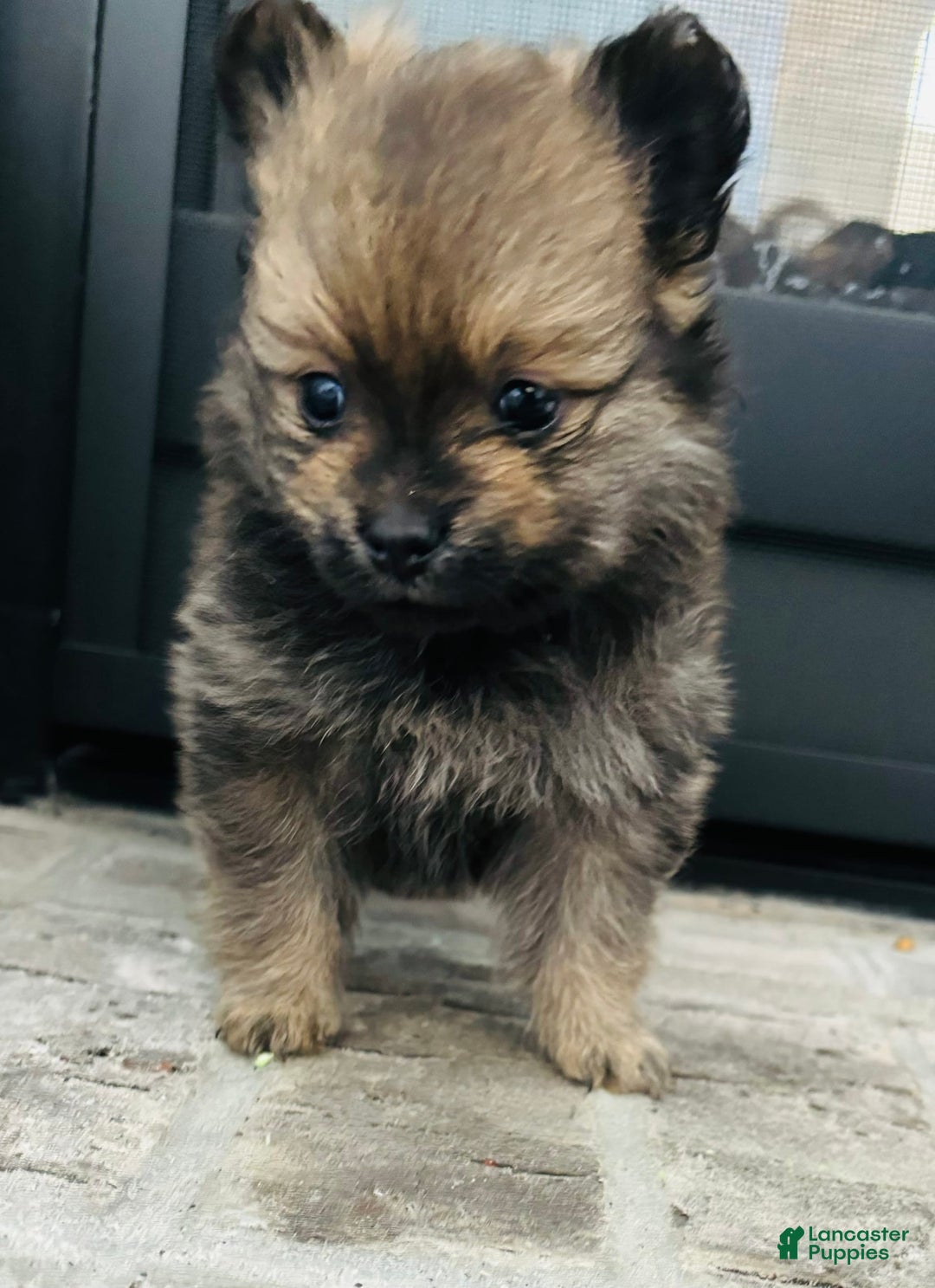 Pomeranian dogs for sale: Diesel - Image 2