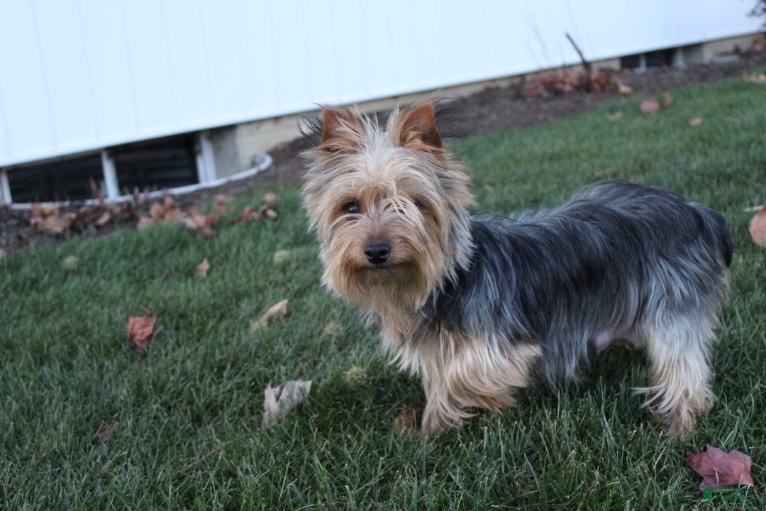 Yorkshire Terrier dogs for sale: Koda - Image 9