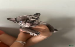 French Bulldog dogs for sale: Harley - Image 4