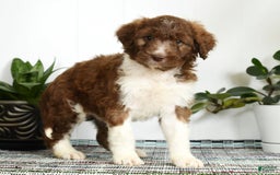 Aussiedoodle dogs for sale: Tammy - Image 6