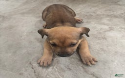 South African Boerboels dogs for sale: Nova - Image 8