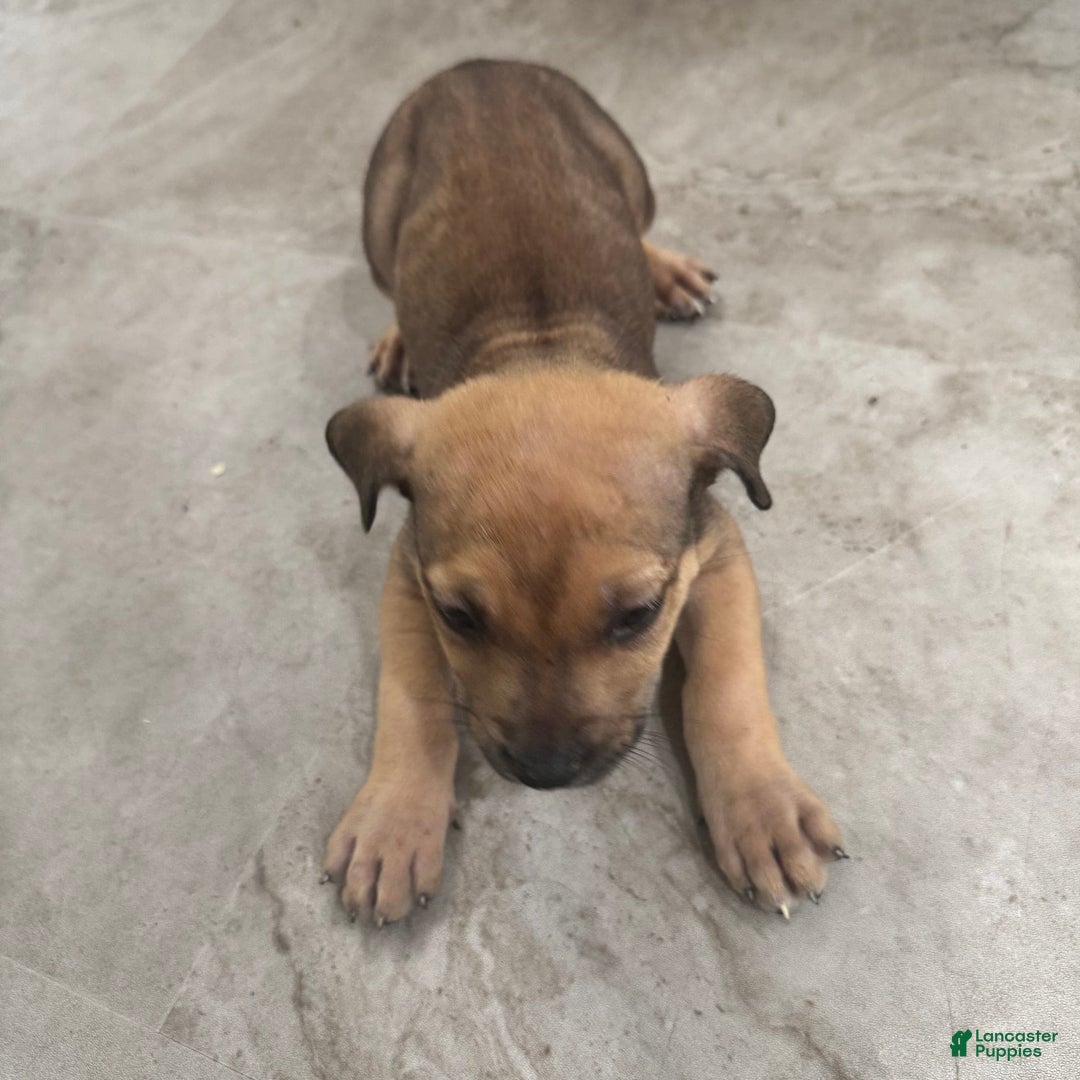 South African Boerboels dogs for sale: Nova - Image 8
