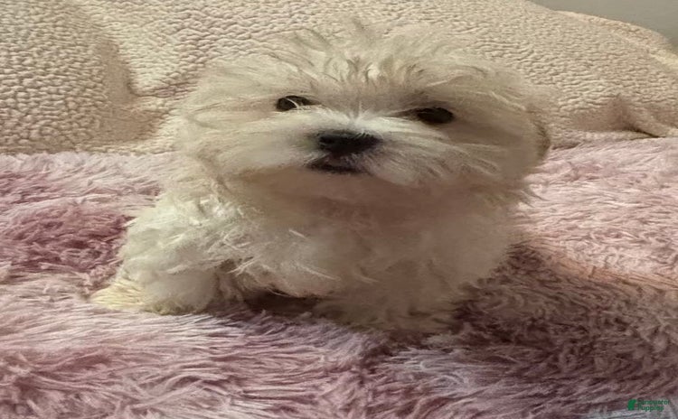 Maltese dogs for sale - Ad 2