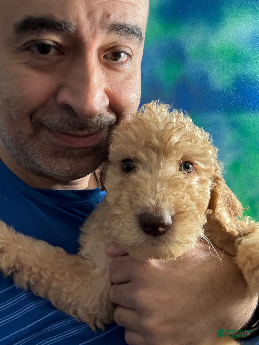 Goldendoodle dogs for sale: Luna - Image 28