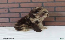 Cockapoo dogs for sale: Sunshine - Image 3