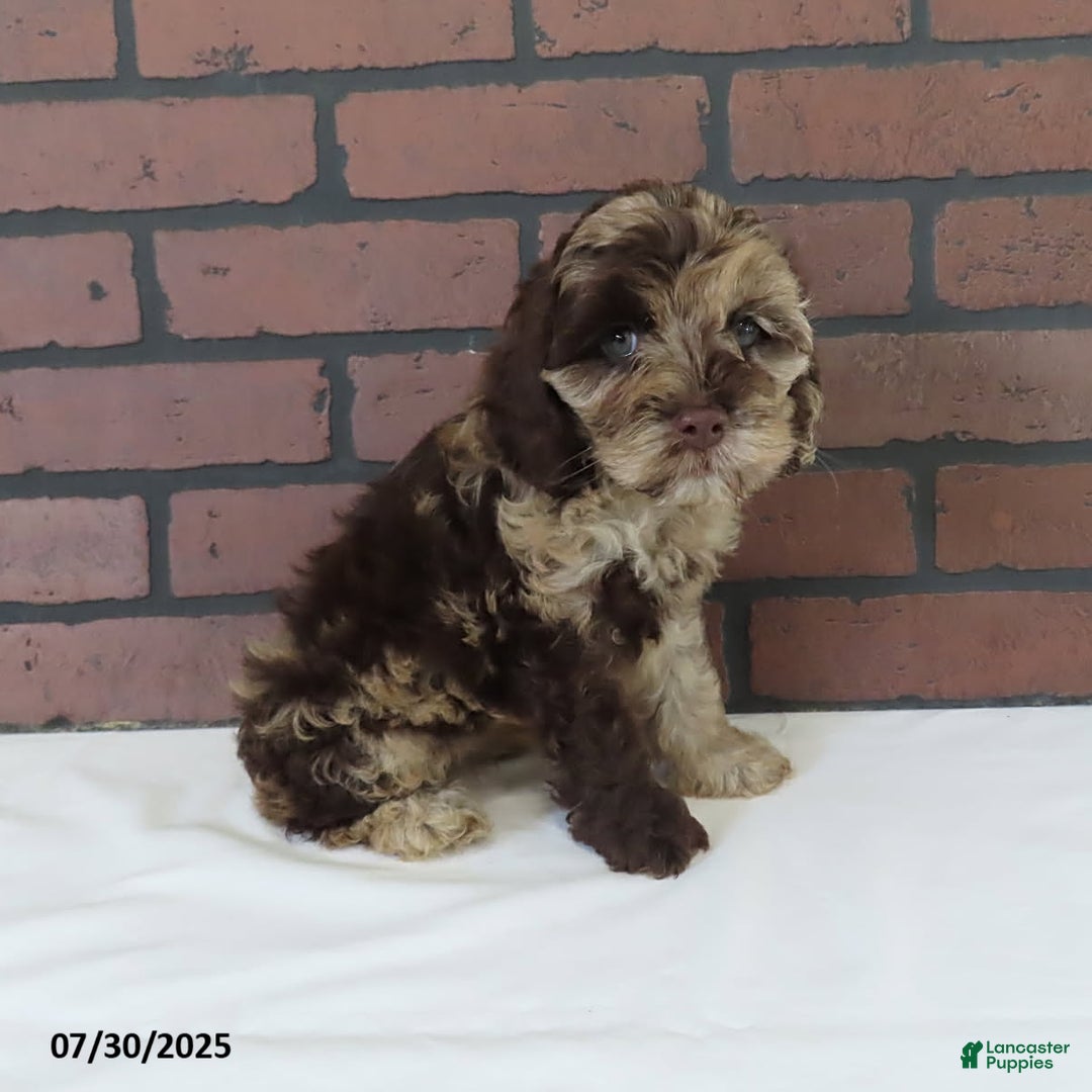 Cockapoo dogs for sale: Sunshine - Image 3