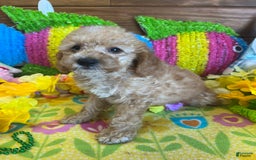  dogs for sale: Ringo - Listing for pets: Ringo - Image 4