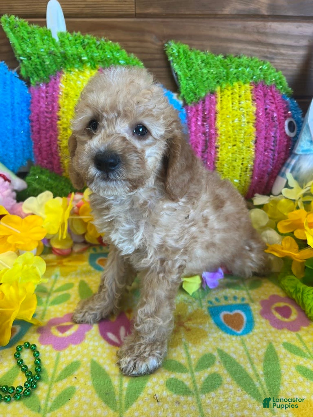  dogs for sale: Ringo - Listing for pets: Ringo - Image 4