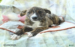 Siberian Husky dogs for sale: Boxer - Image 3