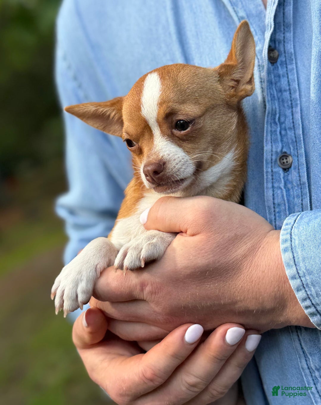 Chihuahua dogs for sale: Romeo - Image 12