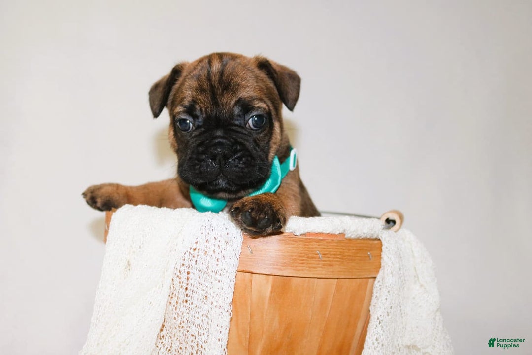 French Bulldog dogs for sale: Apollo Akc 🐾 - Image 2