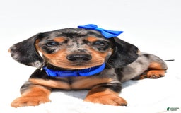 Miniature Dachshund dogs for sale: Joey - Image 3