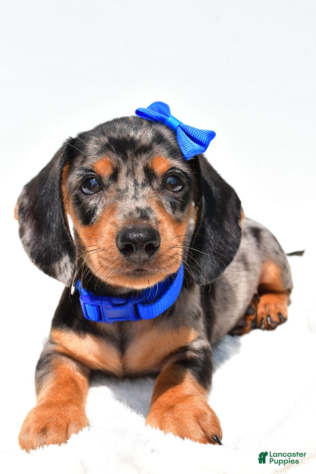 Miniature Dachshund dogs for sale: Joey - Image 3