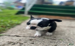 Frenchton dogs for sale: Ocean - Image 1