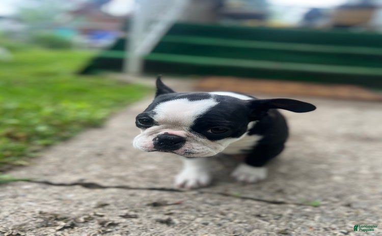 Frenchton dogs for sale - Ad 4