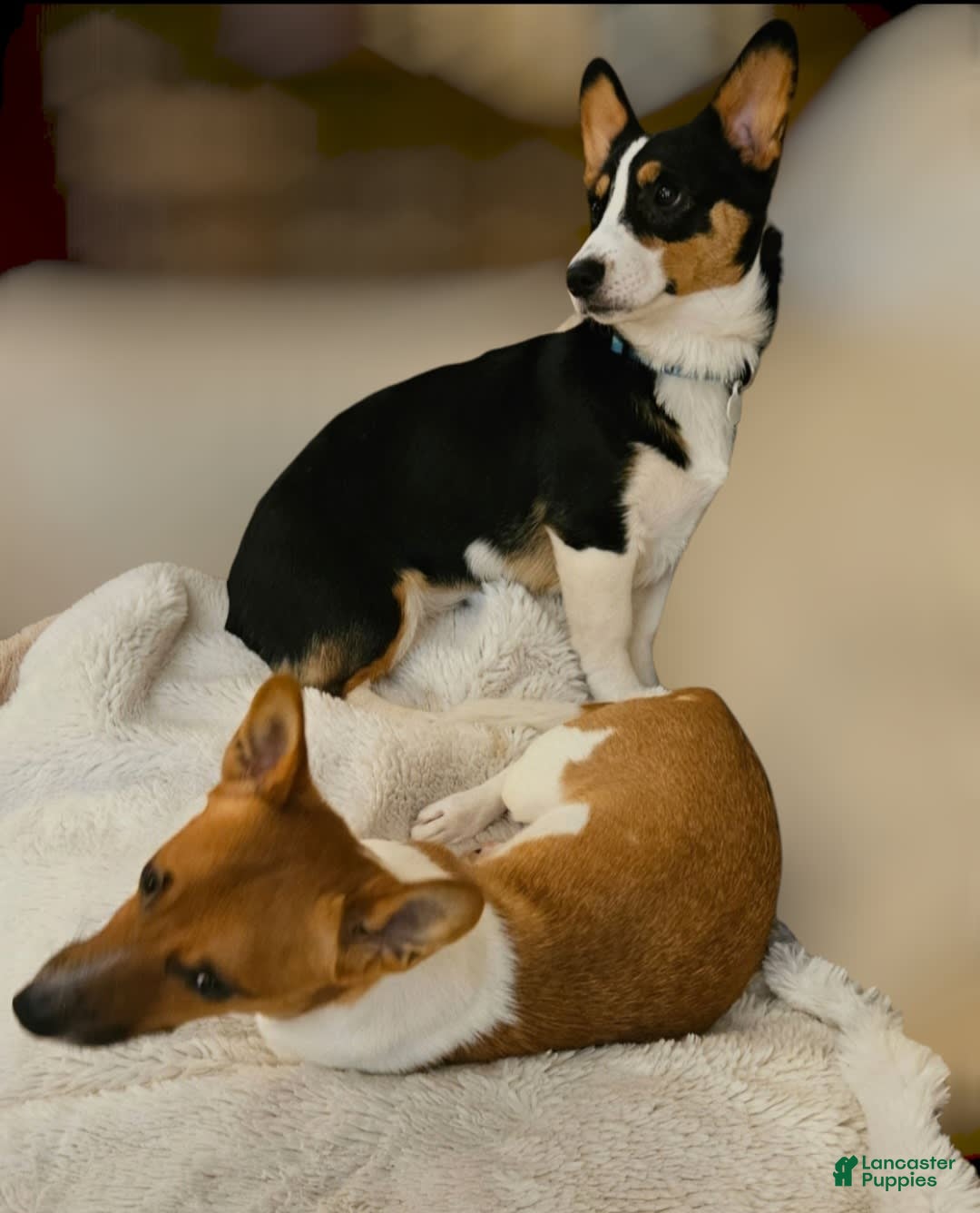 Welsh Corgi Pembroke dogs for sale: Cleopatra - Image 7