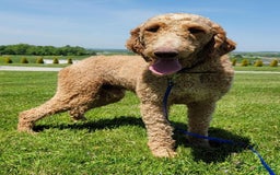 Goldendoodle dogs for sale: Ellie - Image 43