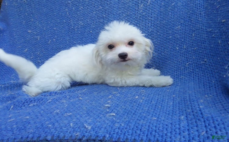 Maltese dogs for sale - Ad 1