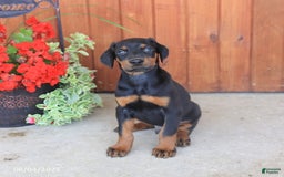 Doberman Pinscher dogs for sale: Duke - Image 1