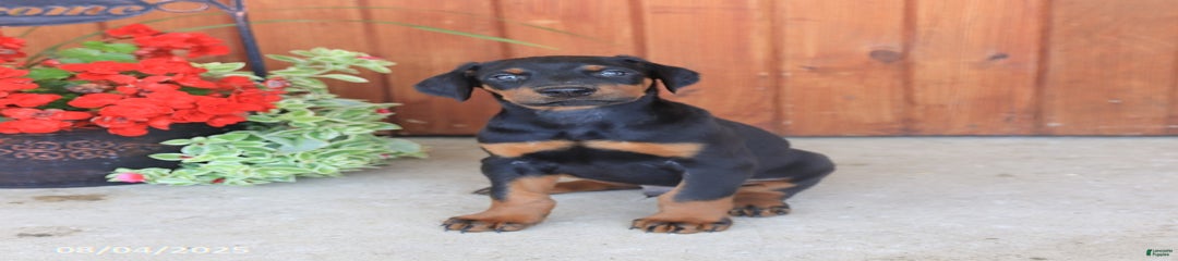 Duke