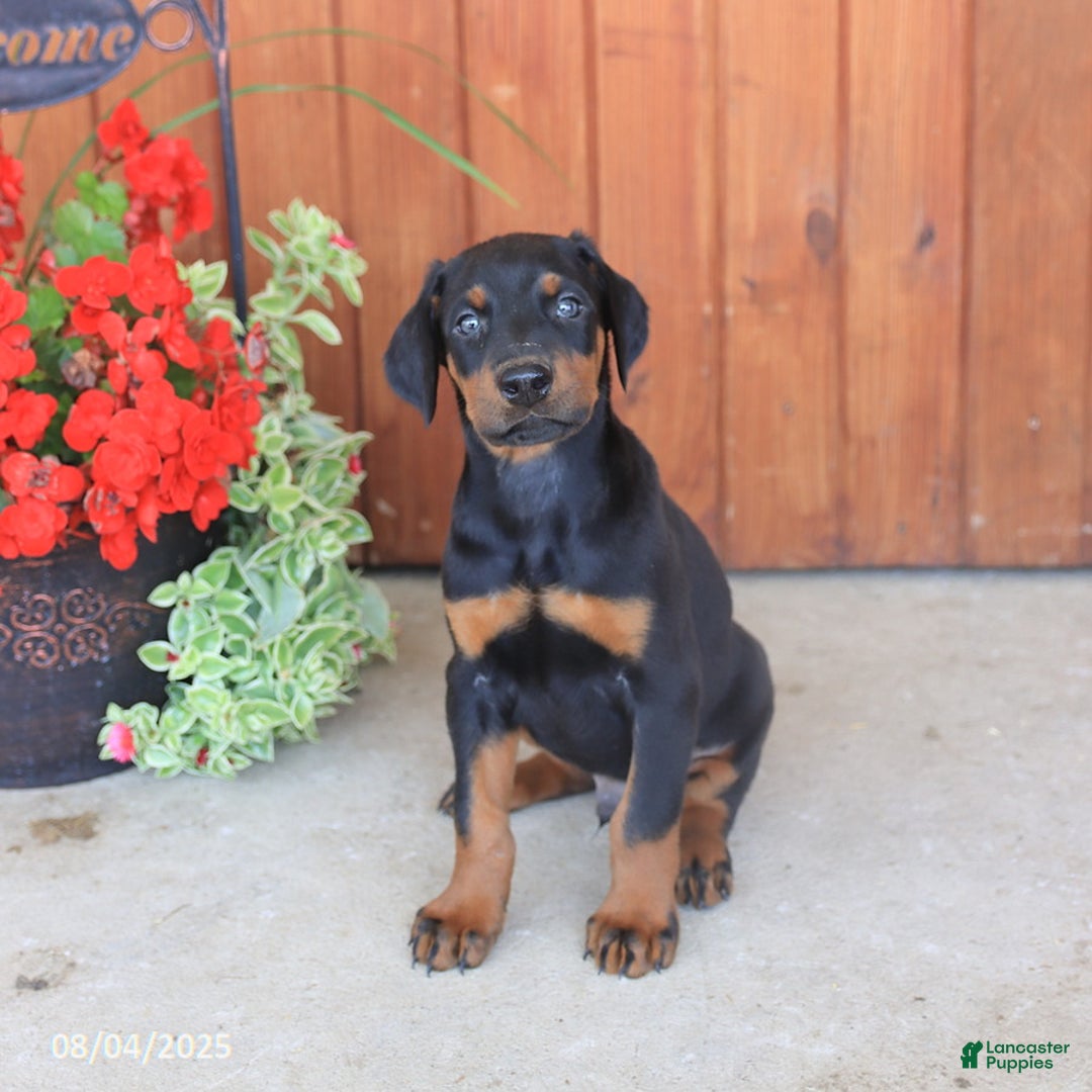 Doberman Pinscher dogs for sale: Duke - Image 1