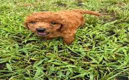 Mini Goldendoodle dogs for sale: Shar - Image 2