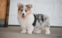 Welsh Corgi Pembroke dogs for sale: Abigail - Image 6