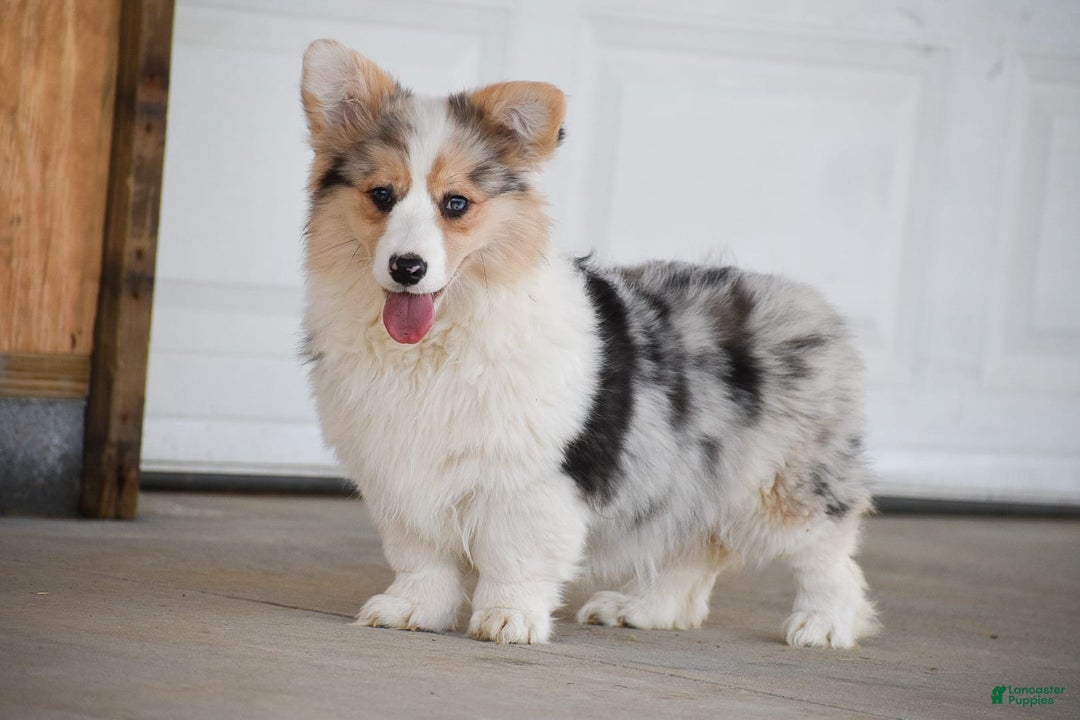 Welsh Corgi Pembroke dogs for sale: Abigail - Image 6