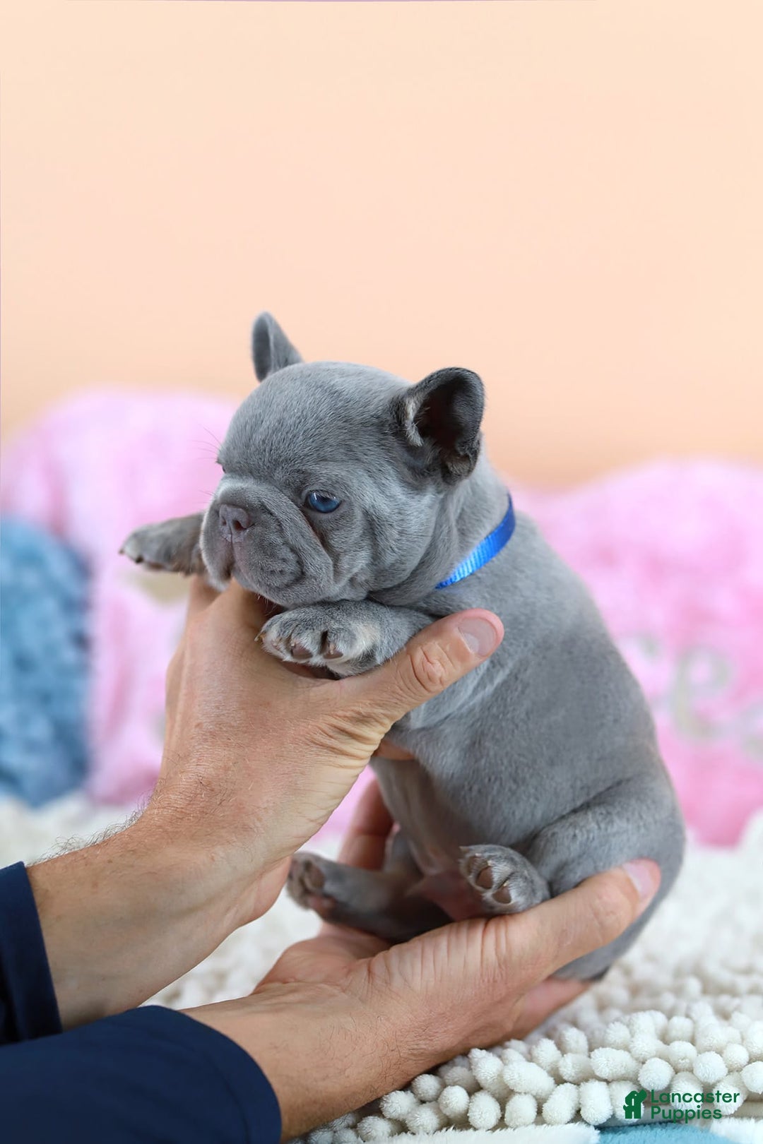 French Bulldog dogs for sale: Dylan - Image 4