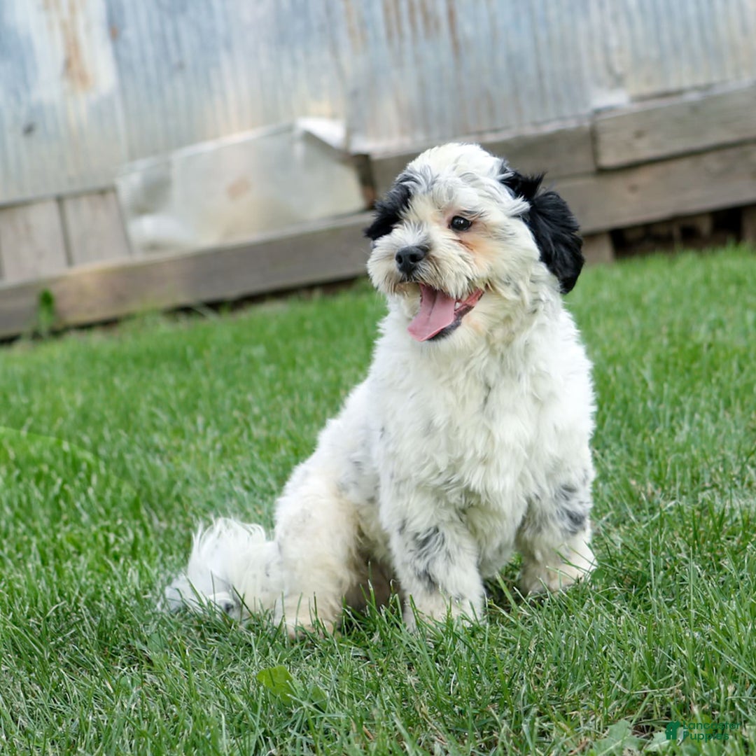 Shihpoo dogs for sale: Benny - Image 5